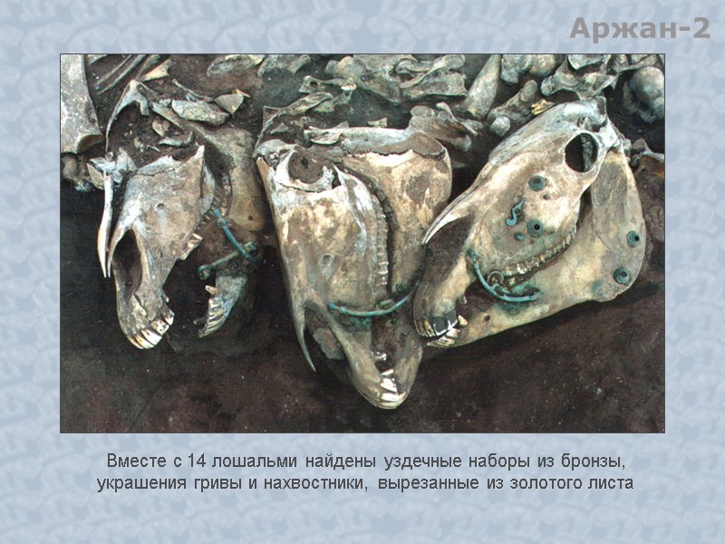 Аржан-2 Вместе с 14 лошальми найдены уздечные наборы из бронзы, украшения гривы и нахвостники,